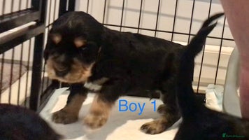 Cocker Spaniel dogs Kc show extensive health tests beautiful colours - Advert 4