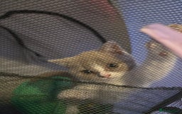 British Shorthair cats for sale: British short hair boy ready now - Image 12