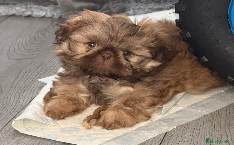 Shih Tzu dogs - Advert 2