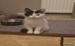 Domestic Shorthair cats for sale: Black and white Kitten come with  ** s  - Image 5