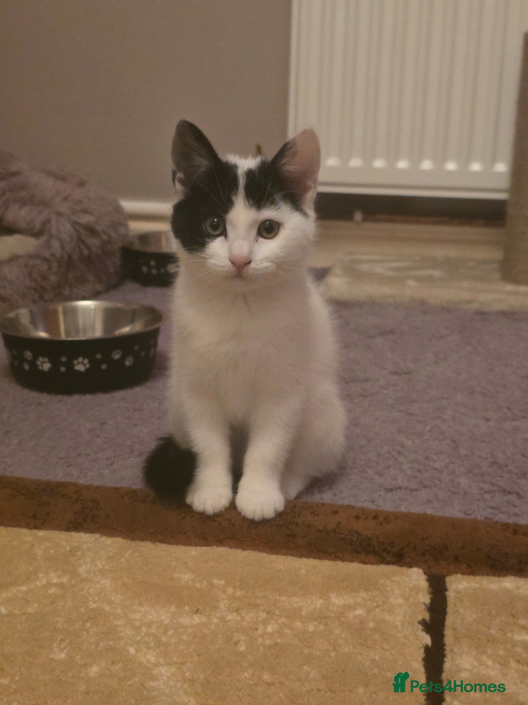 Domestic Shorthair cats for sale: Black and white Kitten come with  ** s  - Image 5