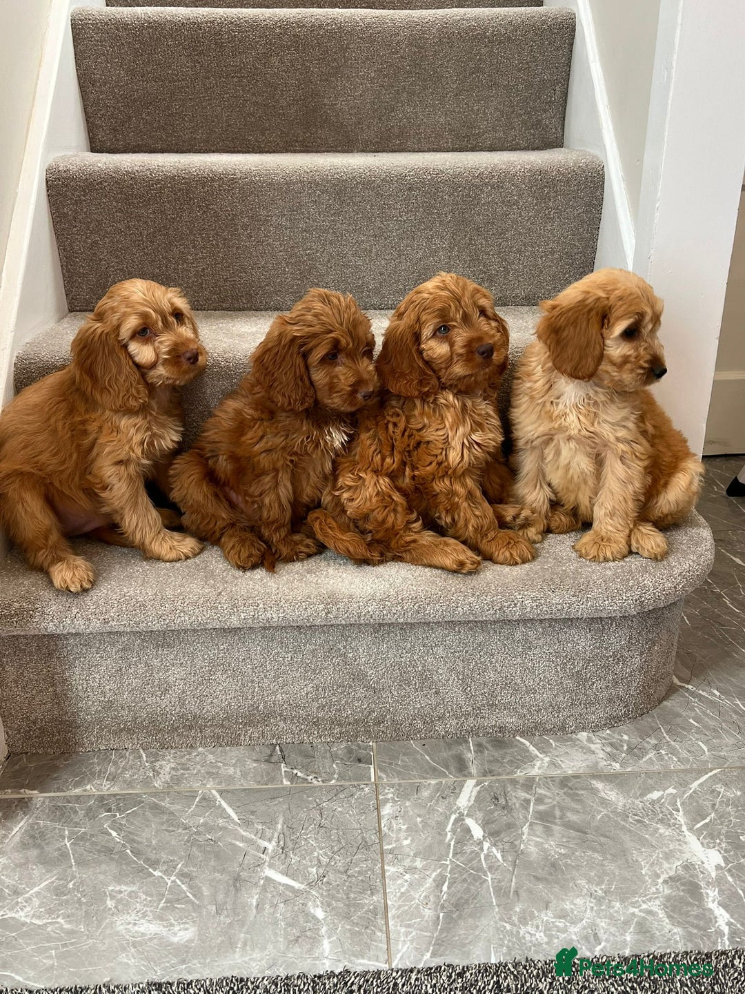 Cockapoo dogs for sale: Cockapoo Puppies Ready Now  - Advert 2