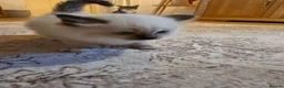 Ragdoll cats for sale: Seal mitted ragdoll kittens ready 26/9 - Advert 5