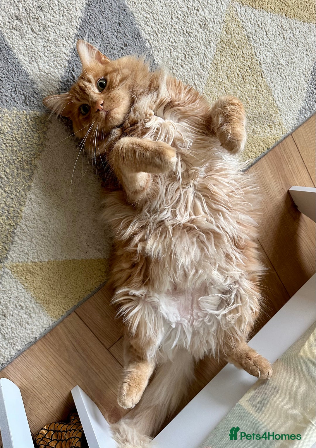 Maine Coon cats for sale: Rex - Ginger mainecoon/Norwegian forest cat - Advert 2