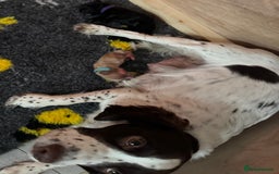 Sprocker dogs for sale: Sprocker Spaniel Puppies  - Image 1