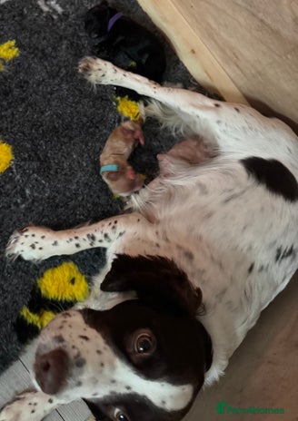 Sprocker dogs - Advert 1