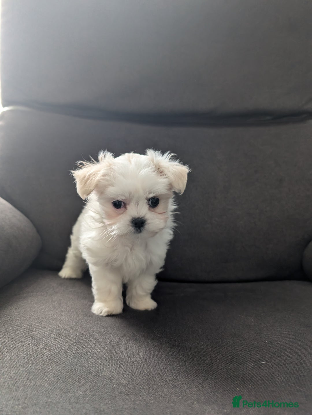 Maltese dogs for sale: Exceptional Female Korean Maltese Puppies - Image 4
