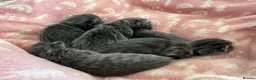 Russian Blue cats for sale: Gorgeous Russian Blue babies  - Advert 11