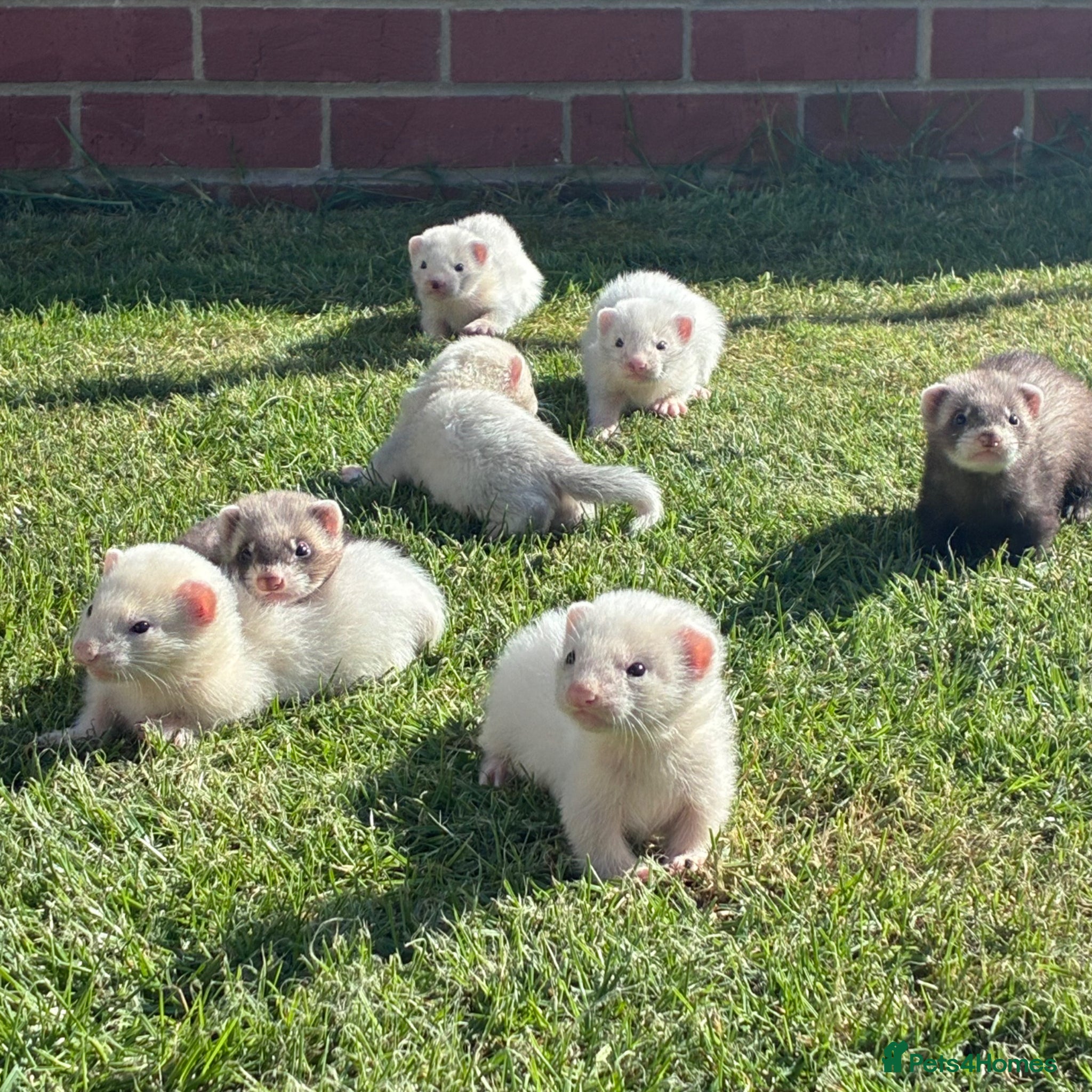 Ferret rodents Gorgeous chunky baby ferrets  - Advert 1