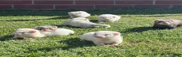 Ferret rodents for sale: Gorgeous chunky baby ferrets  - Advert 1