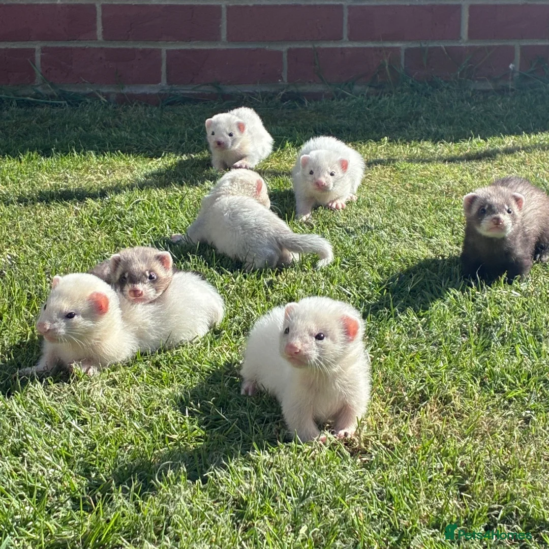 Ferret rodents for sale: Gorgeous chunky baby ferrets  - Advert 1