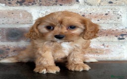 Cavapoo dogs for sale: Beautiful purebred Cavapoo Puppies - Image 15
