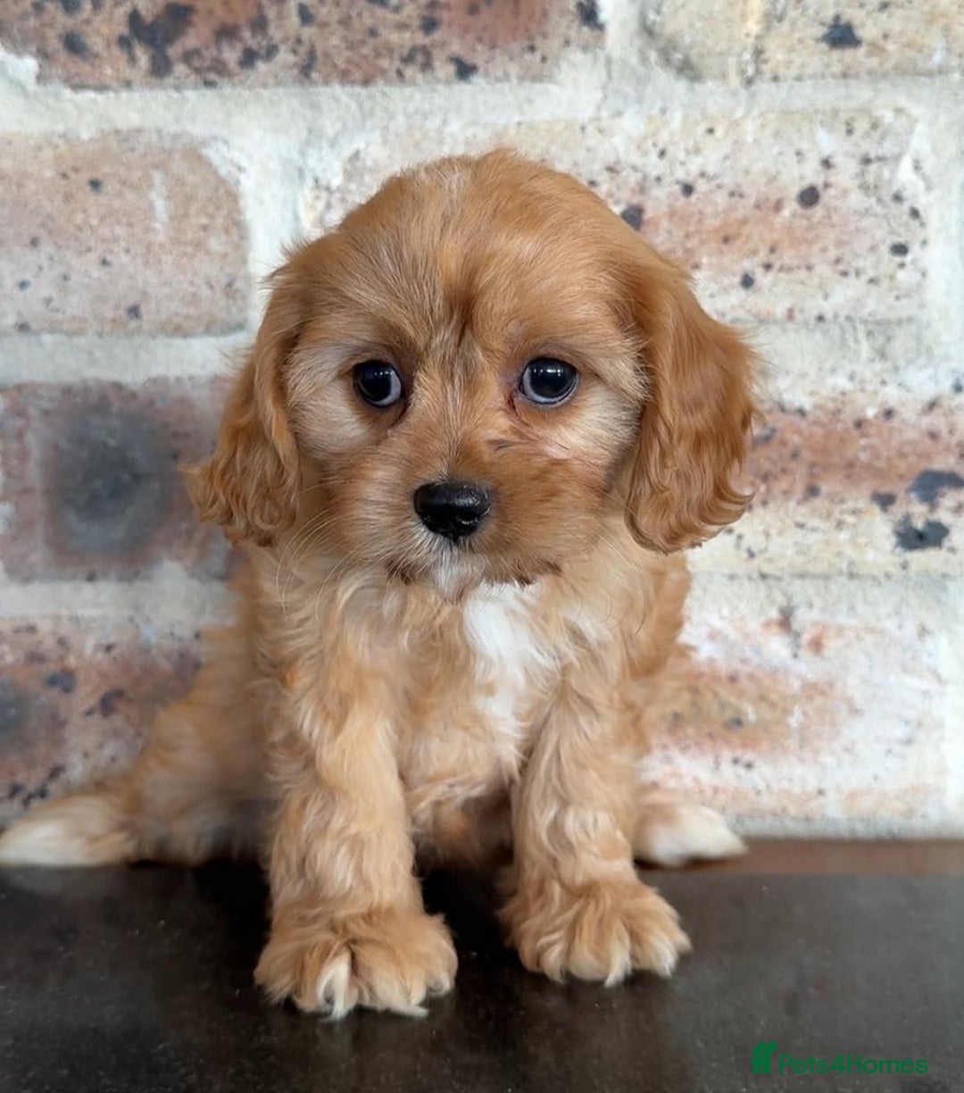 Cavapoo dogs for sale: Beautiful purebred Cavapoo Puppies - Image 15
