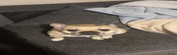 French Bulldog dogs for sale: KC registered 3 year old french bulldog - Advert 2
