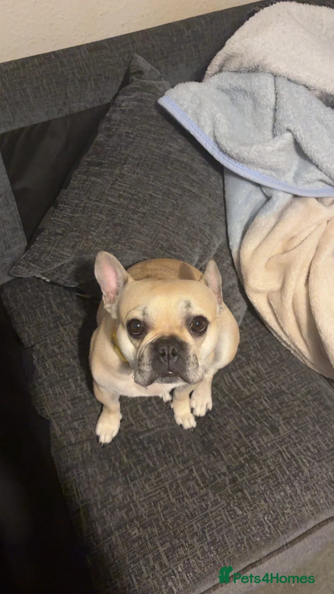 French Bulldog dogs for sale: KC registered 3 year old french bulldog - Advert 2