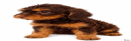 Cockapoo dogs for sale: ** COCKAPOOS PUPPIES AVAILABLE ** - Advert 4