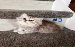 Scottish Fold cats for sale: Adorable Scottish Fold Kittens Ready for New Homes - Image 14