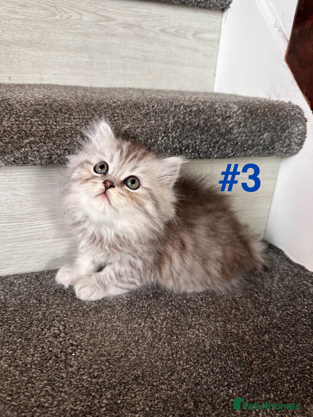 Scottish Fold cats for sale: Adorable Scottish Fold Kittens Ready for New Homes - Image 14
