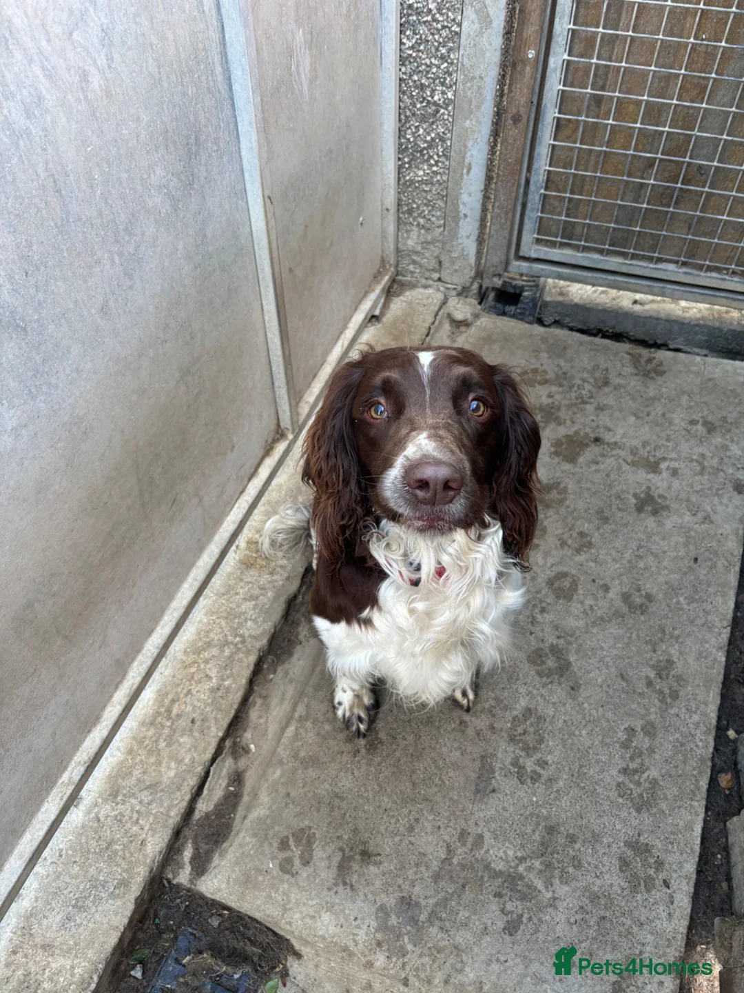 English Springer Spaniel dogs for sale: Male Springer Spaniel  - Advert 1