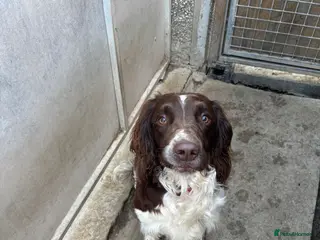 English Springer Spaniel dogs Male Springer Spaniel - Advert 3