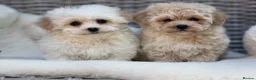 Cavapoochon dogs for sale: Two beautiful cavapoochon girls - Advert 1