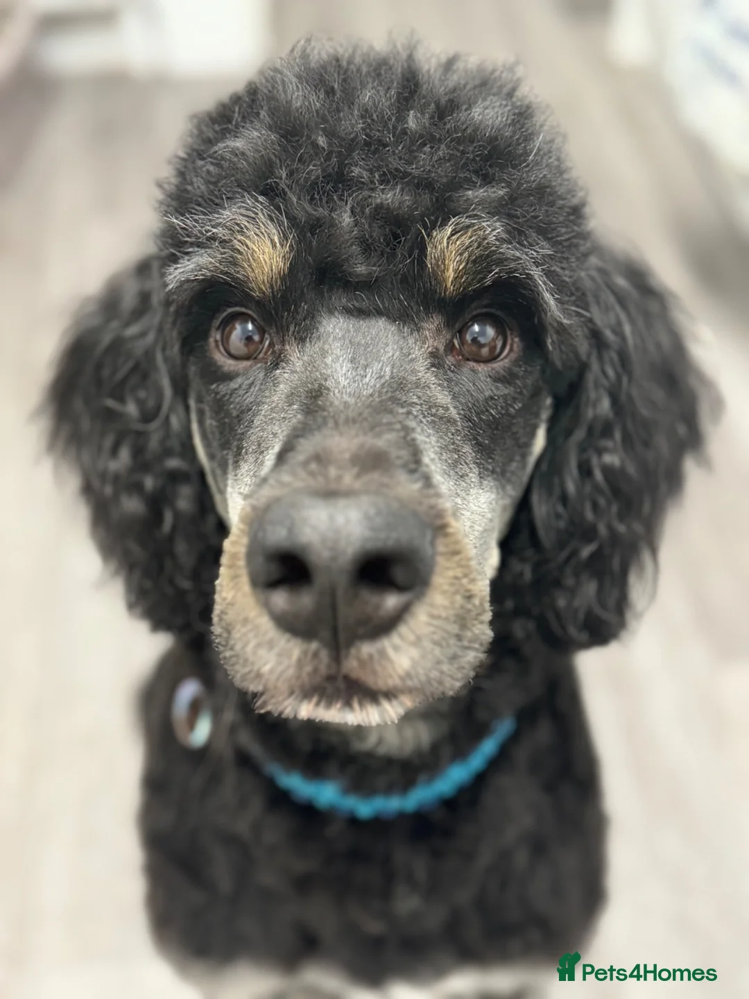 Bernedoodle dogs for sale: Bernedoodle 3 years old - Advert 2