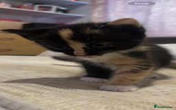 Domestic Shorthair cats for sale: 4 beautiful kittens looking for homes 🏡🥰 - Image 10
