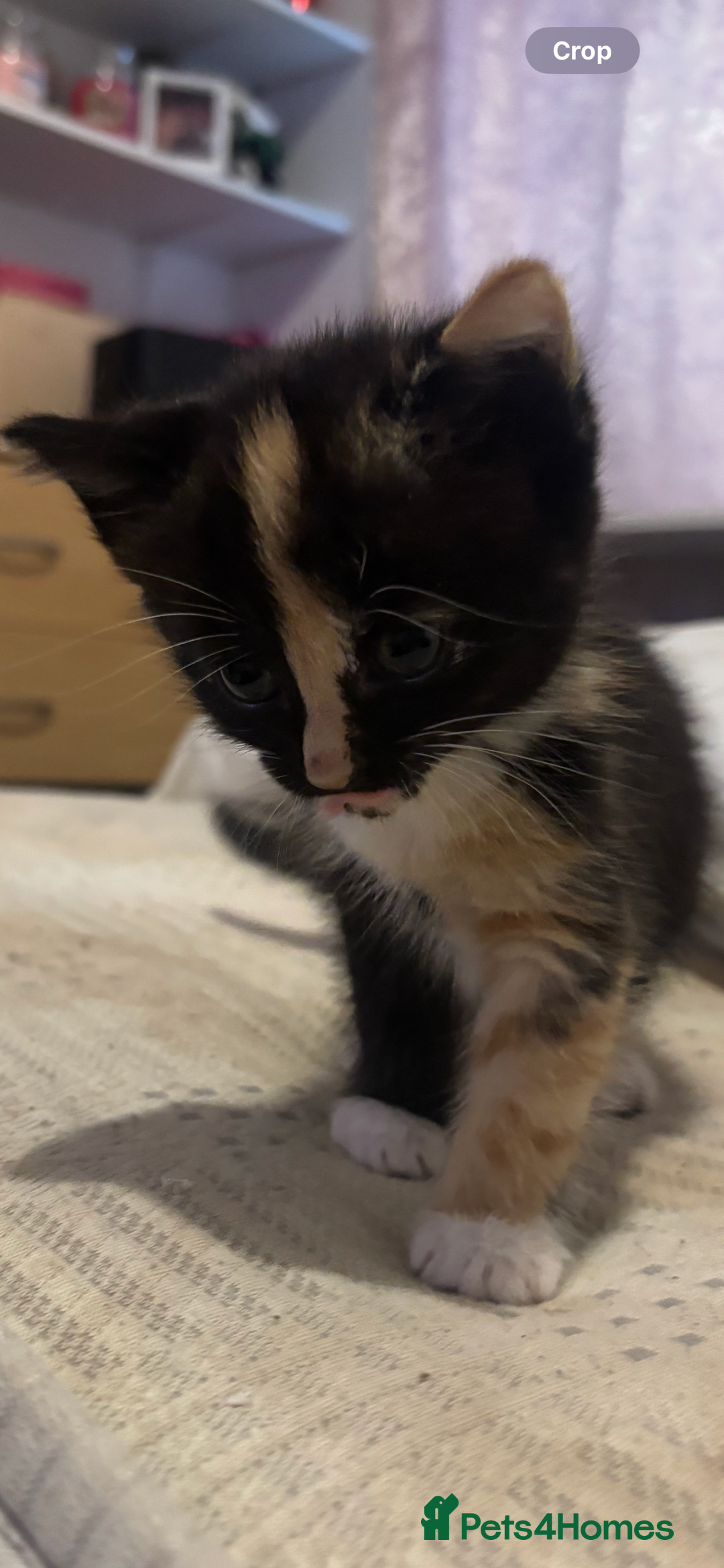 Domestic Shorthair cats for sale: 4 beautiful kittens looking for homes 🏡🥰 - Image 10