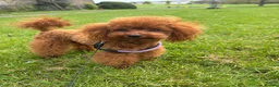 Toy Poodle dogs for stud: Toy Poodle Studs in Norfolk - Advert 3
