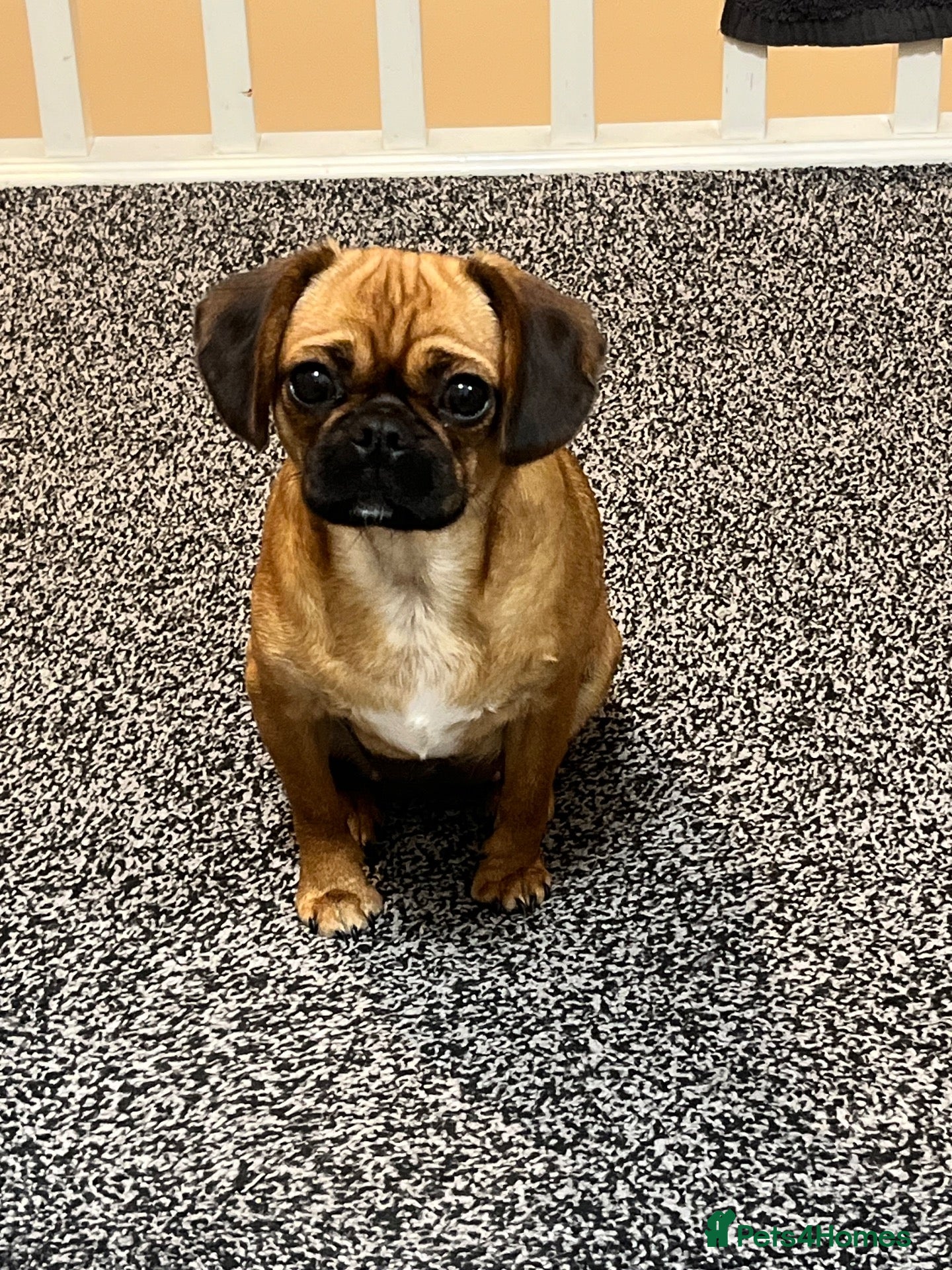 Mixed Breed dogs Pug cross (pixie,Dusty,Roxie) - Advert 3