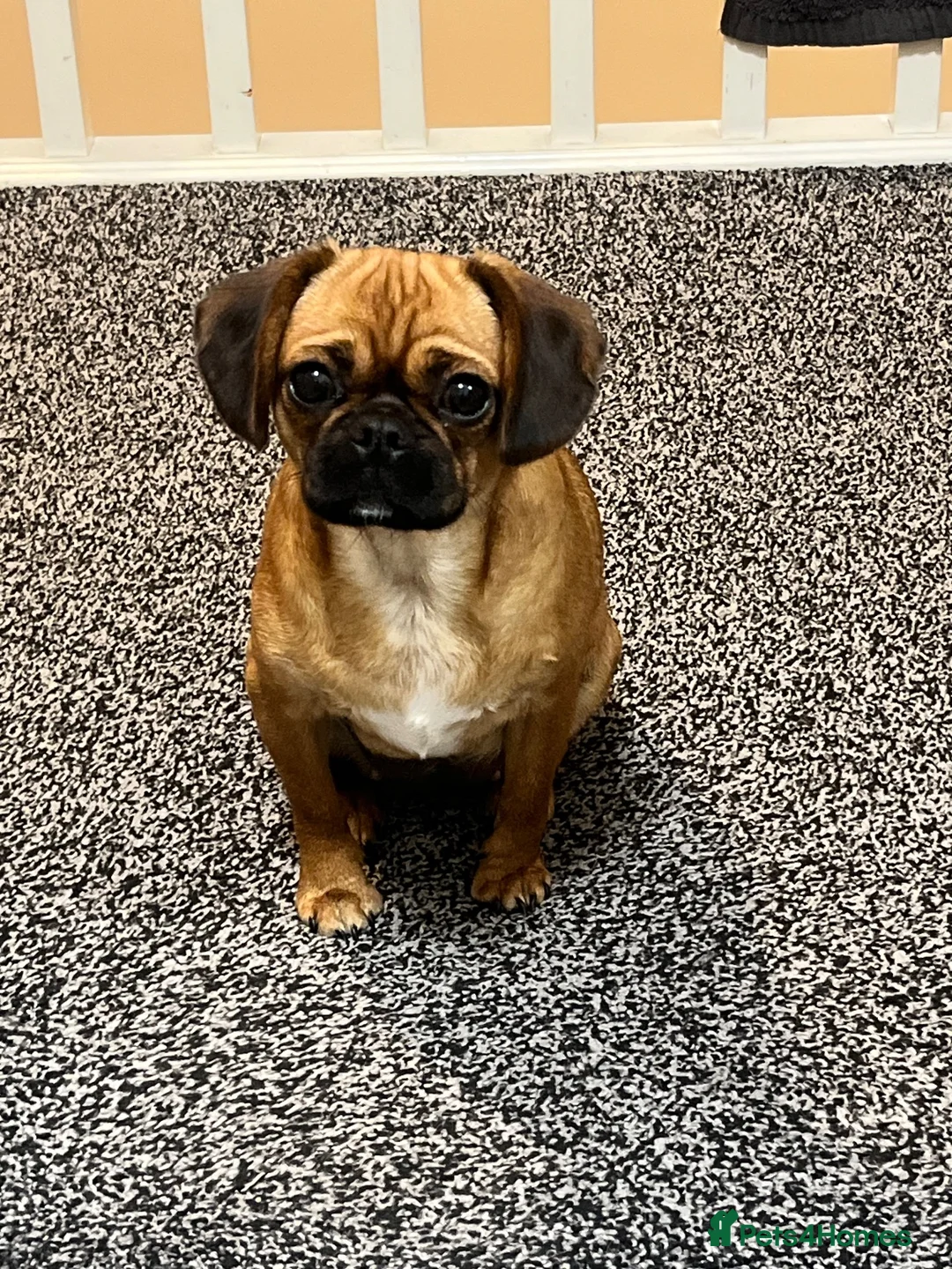 Mixed Breed dogs for sale: Pug cross (pixie,Dusty,Roxie) - Advert 1