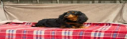 Miniature Dachshund dogs for sale: MINI LONGHAIRED KC GIRL  - Advert 2