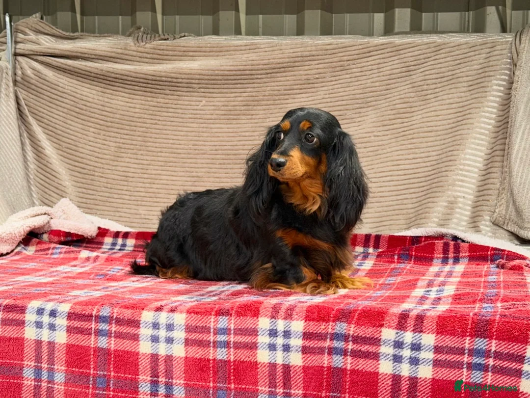 Miniature Dachshund dogs for sale: MINI LONGHAIRED KC GIRL  - Advert 2