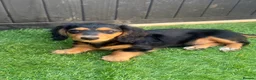 Miniature Dachshund dogs for sale: Quality LH KC mini dachshund 1 boy!!!! REDUCED !! - Advert 6
