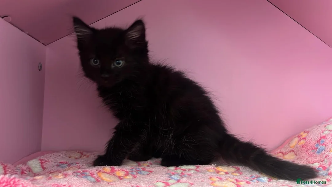 Mixed Breed cats for adoption: Fluffy black male rescue kitten needs a home - Advert 2