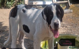 Central Asian Shepherd dogs for sale: Beautiful Alabai Mastiff puppies  in Pulborough - Image 15