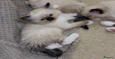 Ragdoll cats - Advert 2