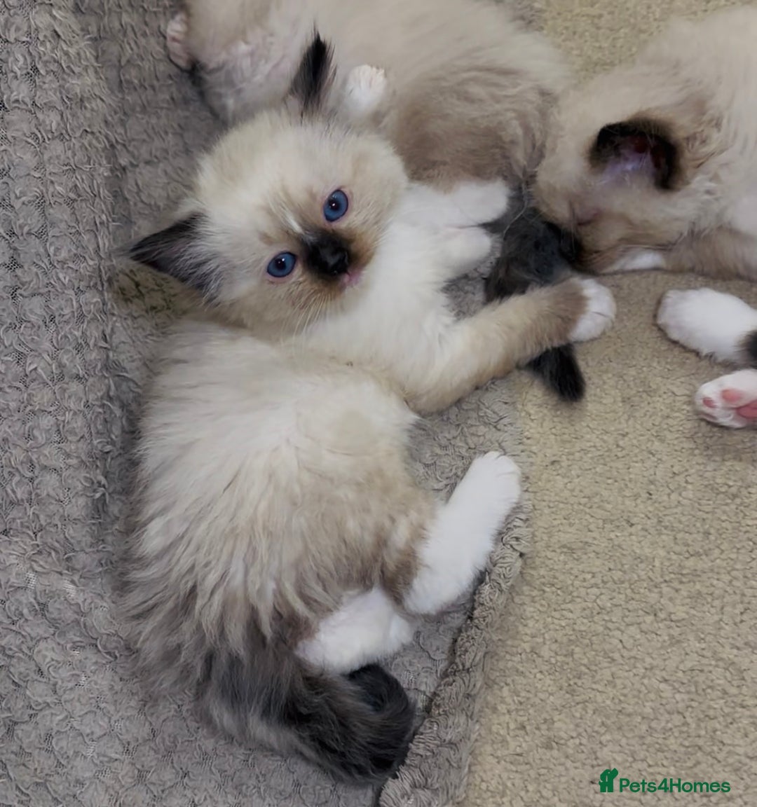 Ragdoll cats for sale: READY SOON!! PUREBRED RAGDOLL KITTENS - Image 10