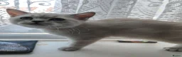 British Shorthair cats for sale: Beautiful BSH Kitten in London - Advert 3