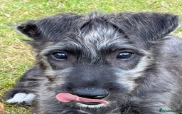 Irish Wolfhound dogs for sale: KC REGISTERED FEMALE IWH PUPPIES - Image 5