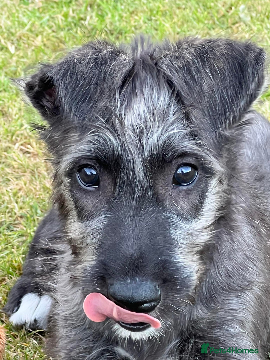 Irish Wolfhound dogs for sale: KC REGISTERED FEMALE IWH PUPPIES - Image 5