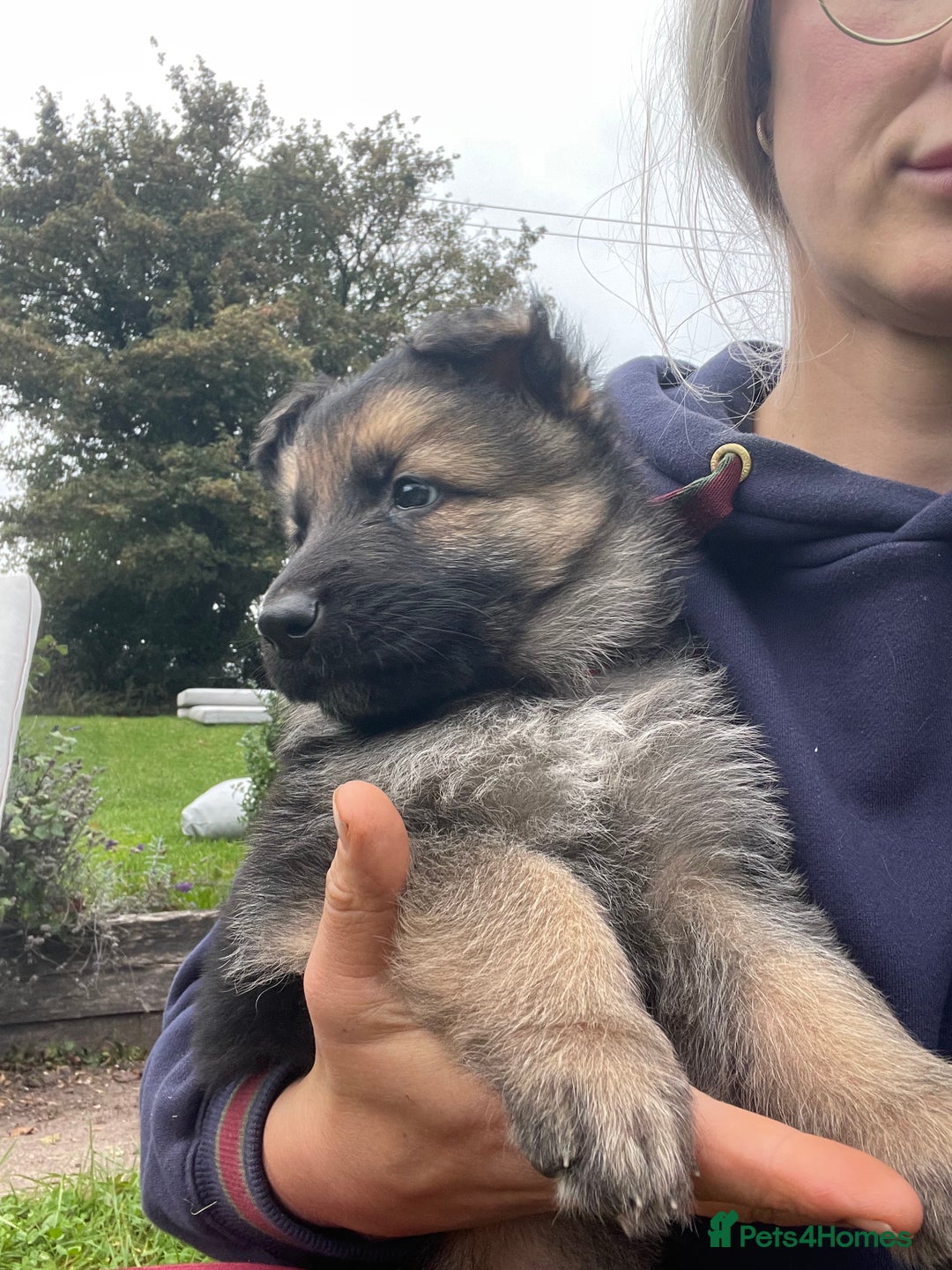German Shepherd dogs for sale: Outstanding long coat German shepherd puppies  - Image 5