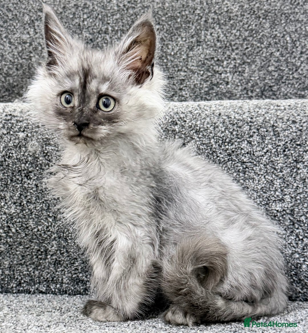 Maine Coon cats for sale: Maine coon kittens  - Advert 11