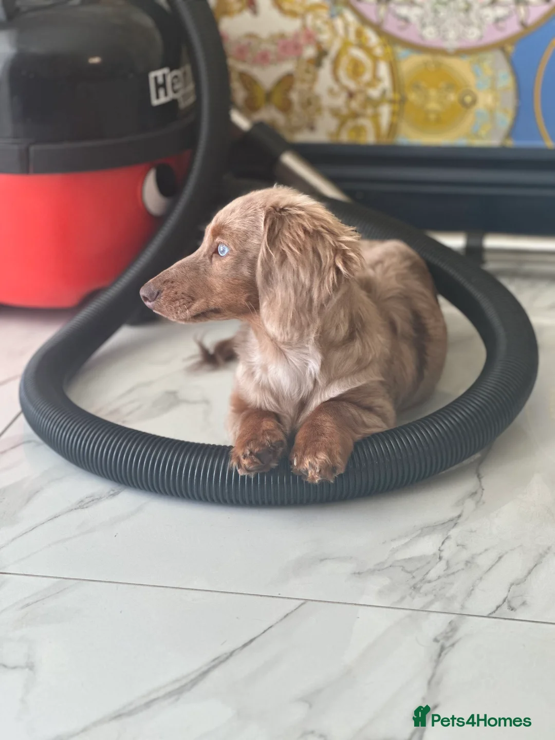 Miniature Dachshund dogs for stud: Chocolate Dapple mini dachshund stud  - Advert 10