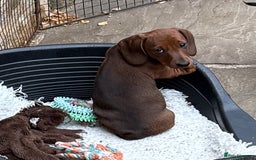 Miniature Dachshund dogs for sale: Miniature Smooth Boys from ivdd scored parents - Image 5