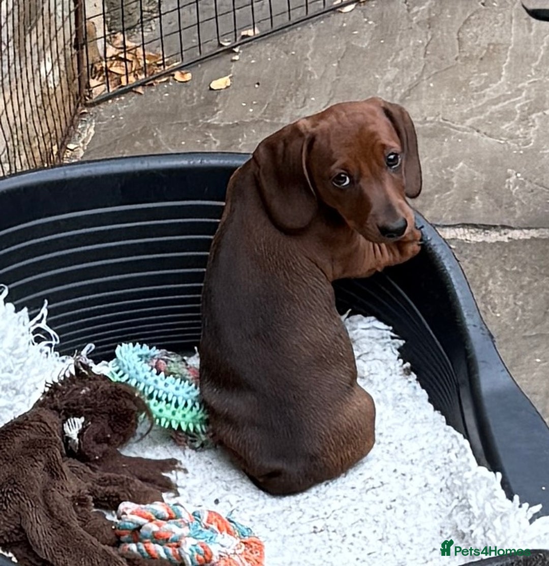 Miniature Dachshund dogs for sale: Miniature Smooth Boys from ivdd scored parents - Image 5