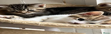 Mixed Breed Kitten 3