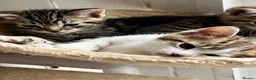 Mixed Breed cats for sale: beautiful kittens  in Slough - Advert 5