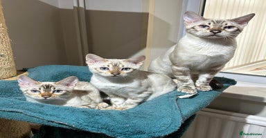 Bengal cats - Advert 6