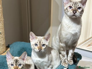 Bengal cats - Advert 6